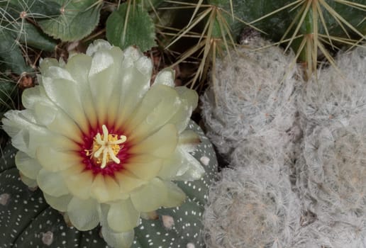 Top view of Yellow flower of Astrophytum asterias (Kabuto cactus) with Mammillaria Plumosa in cactus garden. Cactus flower, Succulent Plant, Copy space, Selective focus.