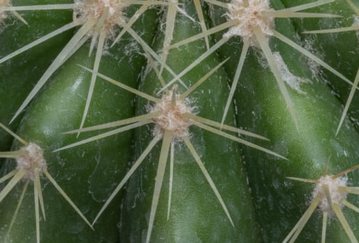 Detail of Ferocactus echidne with sharp white prickles. Prickly green Parodia polyacantha cactus or Parodia langsdorffii plant, Succulent Plant, Cactus flower, Space for text, Selective focus.