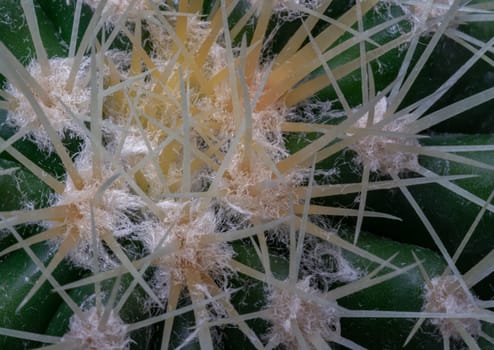 Close-up of Ferocactus echidne with sharp white prickles. Prickly green Parodia polyacantha cactus or Parodia langsdorffii plant, Cactus flower, Succulent Plant, Copy space, Selective focus.