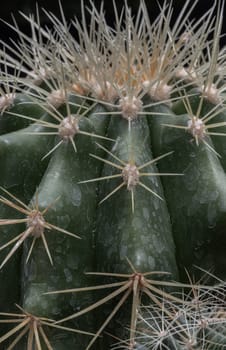 Close-up of Ferocactus echidne with sharp white prickles. Prickly green Parodia polyacantha cactus or Parodia langsdorffii plant, Cactus flower, Succulent Plant, Copy space, Selective focus.