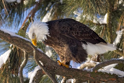 A large bald eagle perched on a branch in winter looks down at the water below in north Idaho.