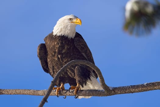 A large adult bald eagle is perched on a branch set against a blue sky in winter in north Idaho.