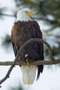 A close up of an American bald eagle perched on a branch in north Idaho.