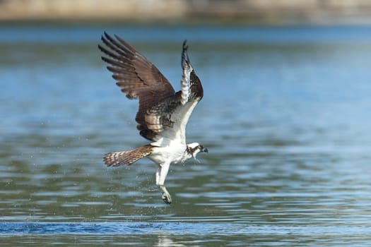 A beautiful osprey misses catching a fish and flies off from a lake in north Idaho.