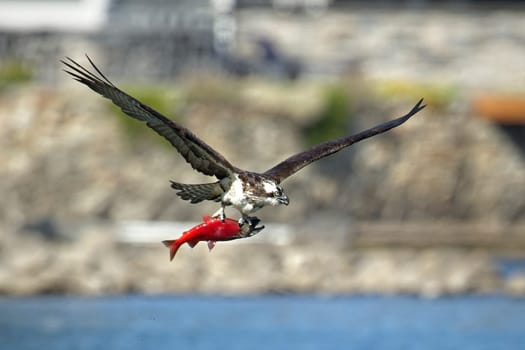 Osprey flies off with a fish above a lake in north Idaho.