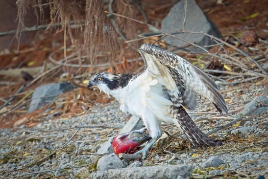 A large osprey stands guard over its fish it recently caught in north Idaho.