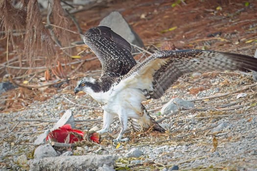 A large osprey stands guard over its fish it recently caught in north Idaho.