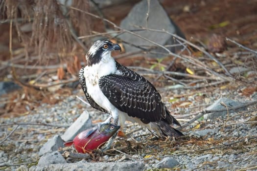 A large osprey stands guard over its fish it recently caught in north Idaho.