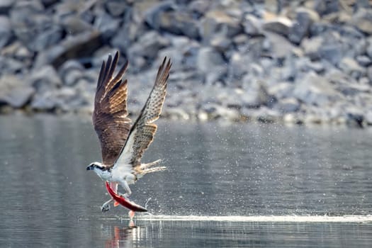 A large osprey catches a red salmon and flies off from the water in north Idaho.