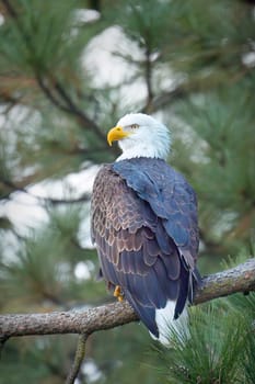 An American bald eagle is perched on a branch searching for fish in north Idaho.