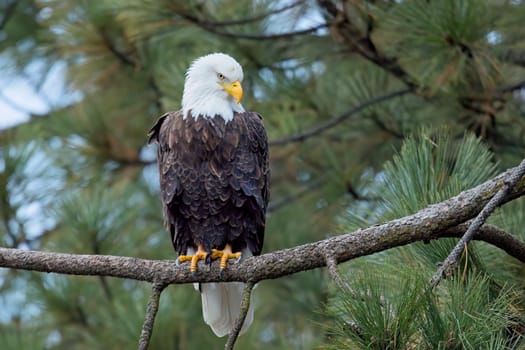 An American bald eagle is perched on a branch searching for fish in north Idaho.