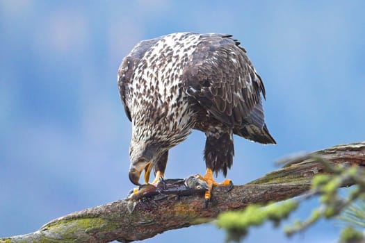 A close up wildlife photo of a juvenile bald eagle perched on a branch eating a fish in north Idaho.