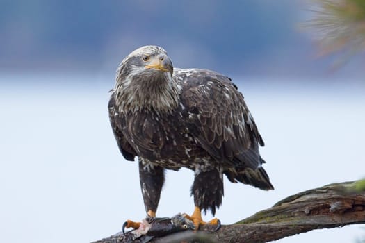 A close up wildlife photo of a juvenile bald eagle perched on a branch holding a fish in its talons in north Idaho.