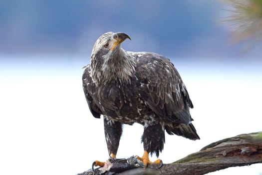 A close up wildlife photo of a juvenile bald eagle perched on a branch holding a fish in its talons in north Idaho.