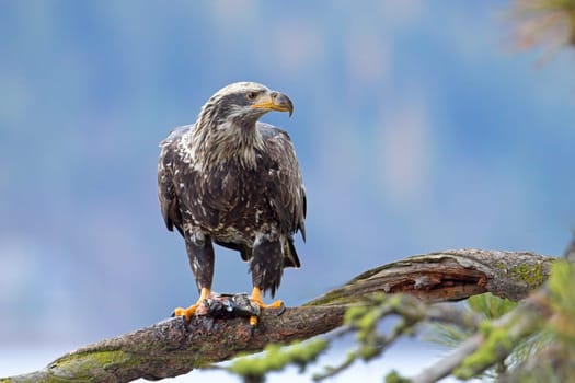 A close up wildlife photo of a juvenile bald eagle perched on a branch holding a fish in its talons in north Idaho.
