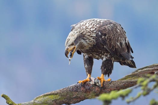 A close up wildlife photo of a juvenile bald eagle perched on a branch eating a fish in north Idaho.