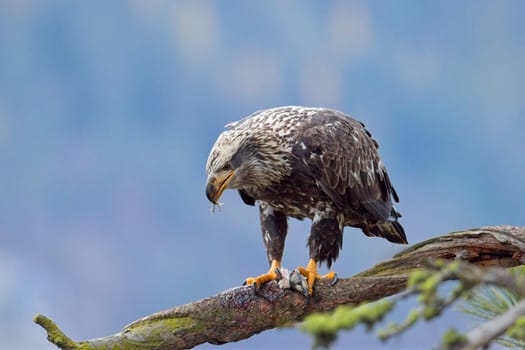 A close up wildlife photo of a juvenile bald eagle perched on a branch eating a fish in north Idaho.
