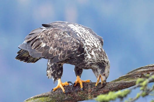 A juvenile American bald eagle scrapes it beak on the side of the branch on north Idaho.