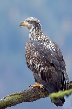 A young majestic bald eagle is perched on a branch searching for food in north Idaho.