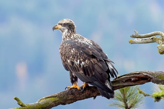 A young majestic bald eagle is perched on a branch searching for food in north Idaho.