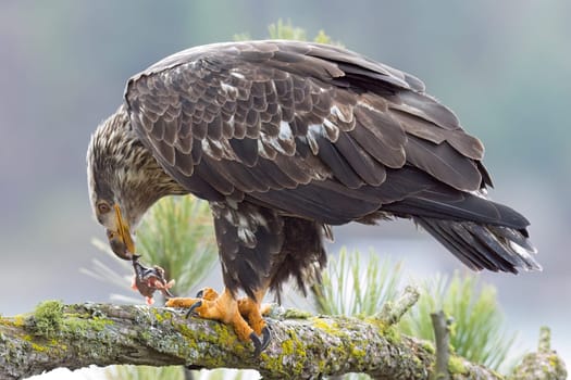 A close up wildlife photo of a juvenile bald eagle perched on a branch eating a fish in north Idaho.