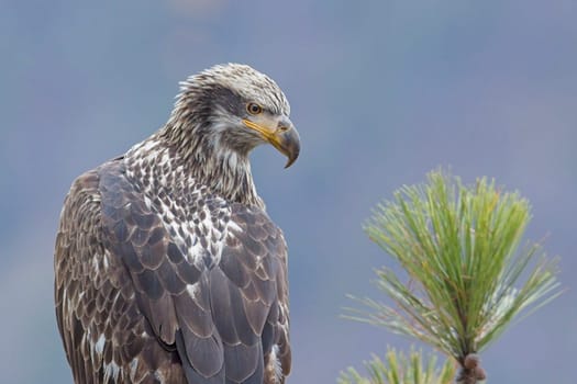 A close up portraiture of a juvenile American bald eagle in north Idaho.