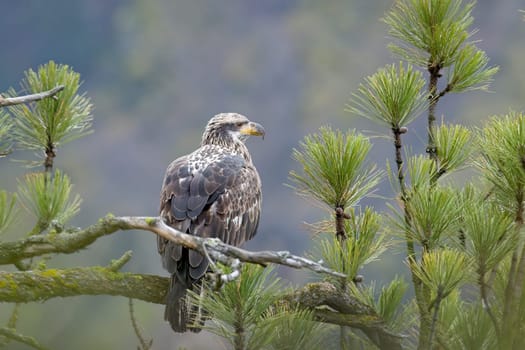 A majestic juvenile American bald eagle perched on a branch of a pine tree in north Idaho.