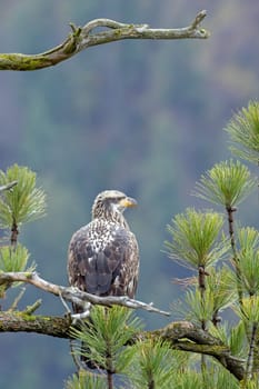 A majestic juvenile American bald eagle perched on a branch of a pine tree in north Idaho.