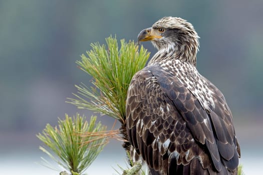 A close up portraiture of a juvenile American bald eagle in north Idaho.
