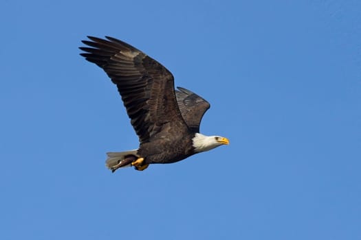 An American bald eagle flies up in the bright blue sky with a fish in its talons in Coeur d'Alene, Idaho.