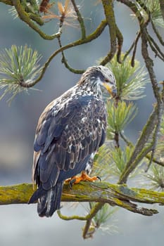An immature bald eagle is perched on a branch of a pine tree in Coeur d'Alene, Idaho.