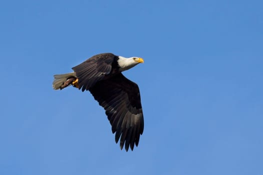 An American bald eagle flies up in the bright blue sky with a fish in its talons in Coeur d'Alene, Idaho.