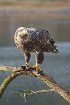 A young juvenile bald eagle is perched on a large branch with a fish in its talon in north Idaho.