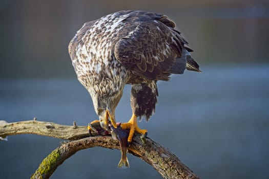 A juvenile bald eagle perched on a branch bites into a fish it just caught in north Idaho.