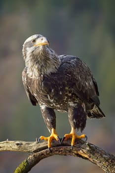A juvenile bald eagle in a portrait pose on a branch in north Idaho.