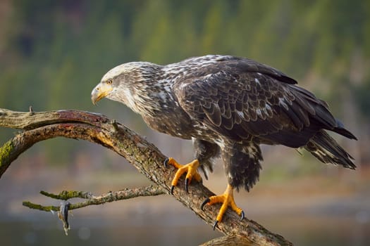 A side profile of a juvenile bald eagle perched on a branch in north Idaho.