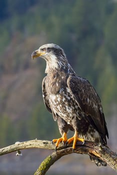 A juvenile bald eagle in a portrait pose on a branch in north Idaho.