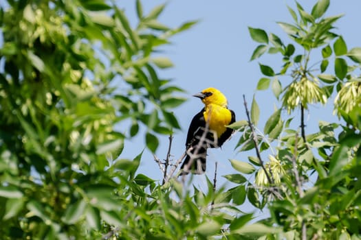 A small yellow headed blackbird is perched at the top of a tree near Charlo, Montana.