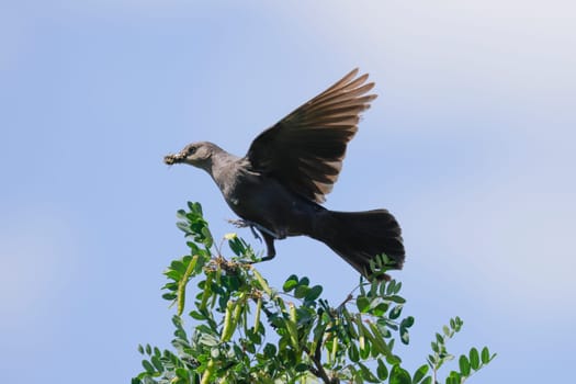 A brown headed cowbird flaps its wings on top of a tree with insects in it beak near Charlo, Montana.