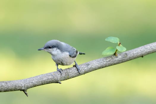 A cute pygmy nuthatch is perched on a branch in north Idaho.
