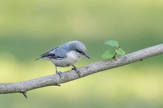 A cute pygmy nuthatch is perched on a branch in north Idaho.