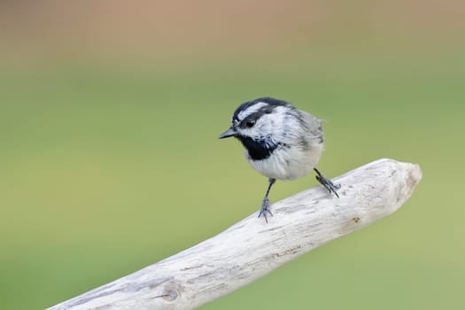 A small mountain chickadee is perched on a small barren branch in north Idaho.
