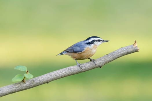 A small red breasted nuthatch is perched on a branch in north Idaho.