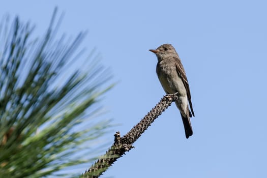 A western wood-pewee is perched on a pine branch in north Idaho.