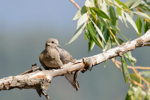 A mourning dove is sitting on a branch in Hayden, Idaho.