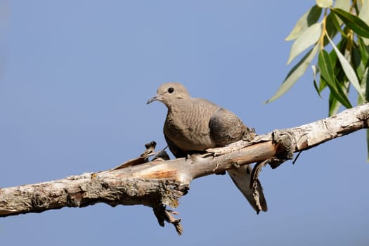 A mourning dove is sitting on a branch in Hayden, Idaho.