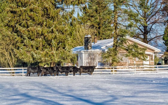 Live stock-farm on winter season with black cattle herd on the snow. Live farming field in snow with farmer's house nearby