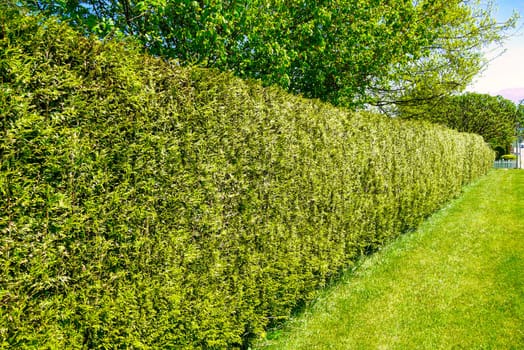 Long green hedgerow fence along a street in front of residential house.