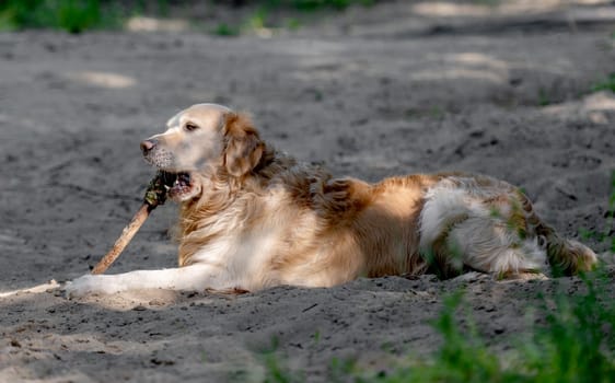 Golden Retriever Dog Chews Stick On Sand
