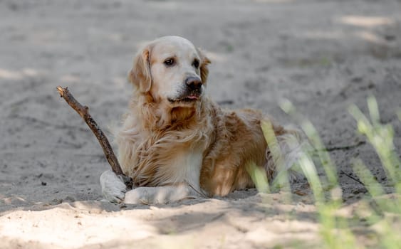 Golden Retriever Dog Plays With Stick On Sand